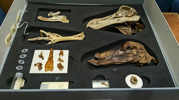 Oxford Dodo collection at the Oxford Museum of Natural History, 2023